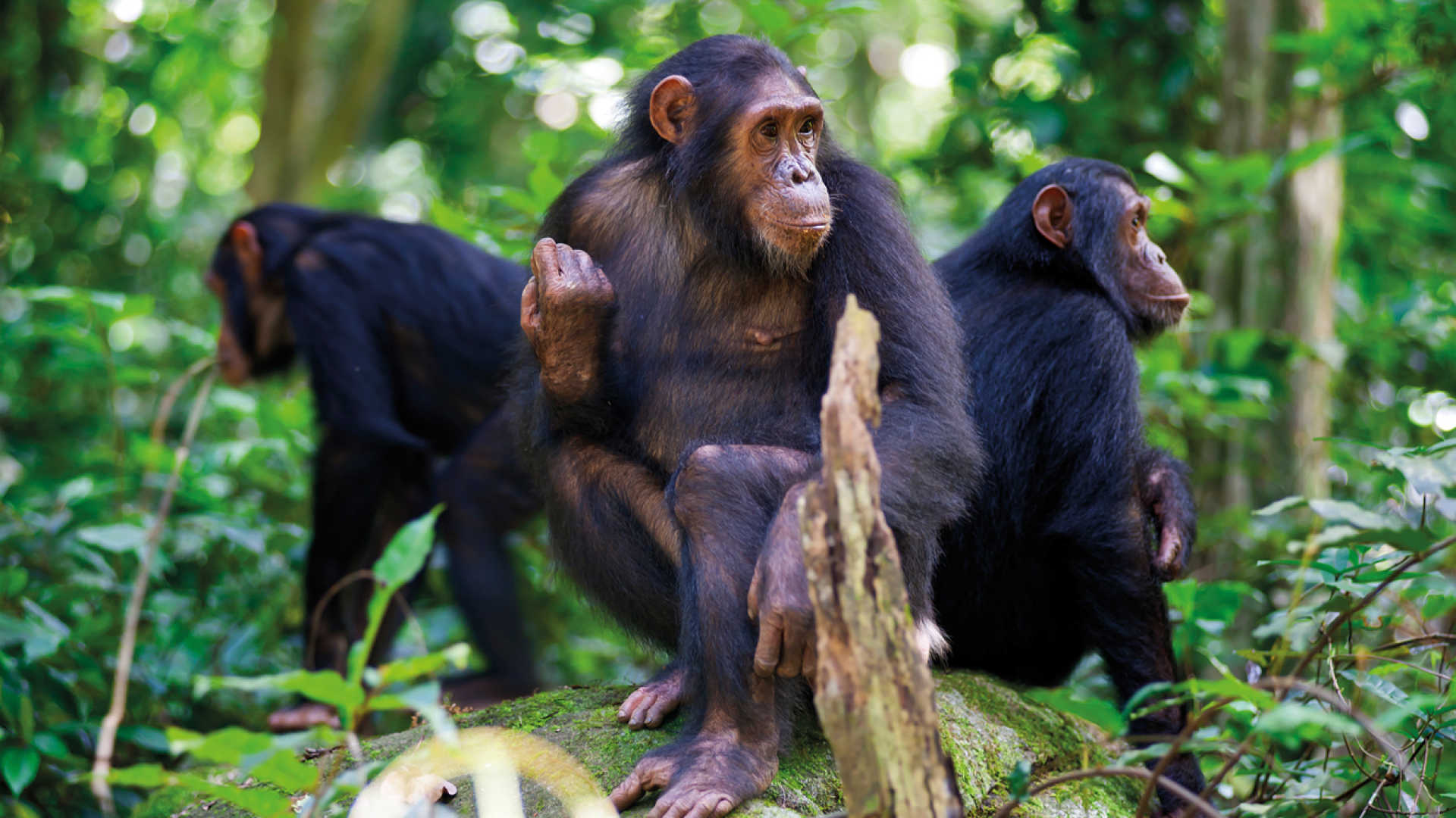 Chimpanzees in Nyungwe national park