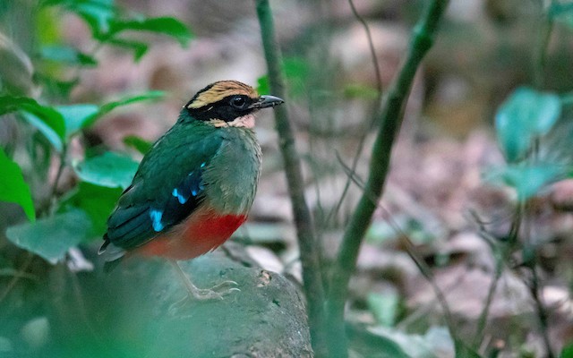 Birding in kibale national park