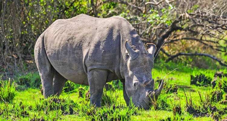 Ziwa Rhino sanctuary, a rhino grazing