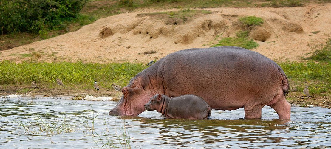 Hippos in Queen Elizabeth national park