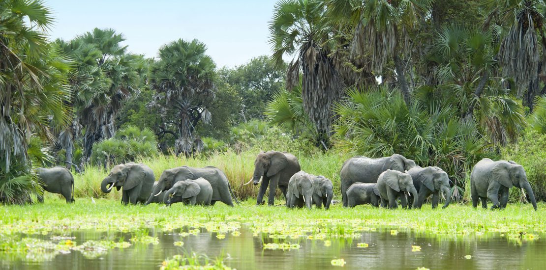 Elephants in Selous game reserve