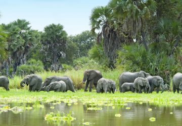 Elephants in Selous game reserve