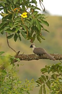 Birding at the Uganda Wildlife Education Centre