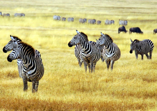 Zebras in Arusha national park