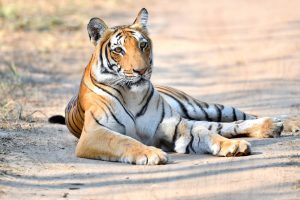 Bengal tiger at Uganda Wildlife Education Centre