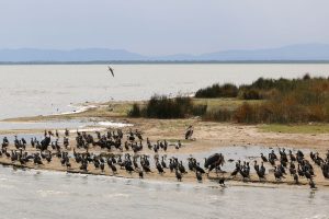 Birding in Lake Manyara national park