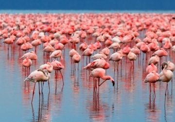 Flamingos in lake Manyara national park