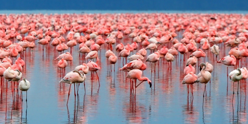 Flamingos in lake Manyara national park