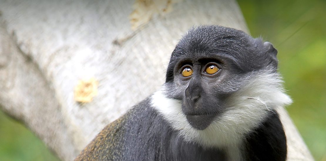 primate types in uganda