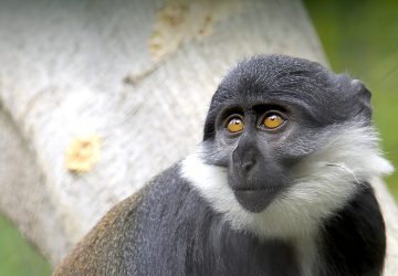 primate types in uganda