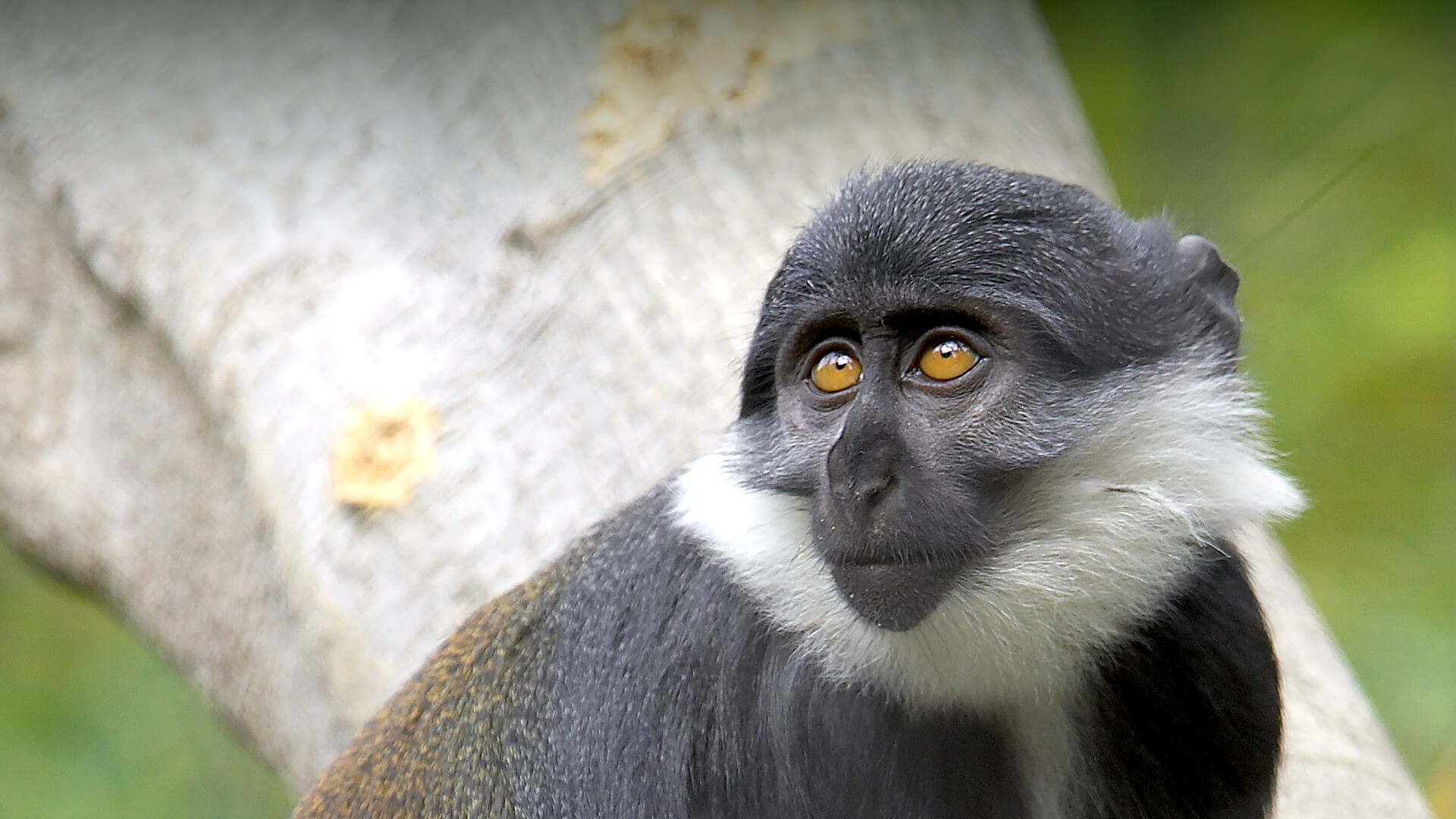 primate types in uganda