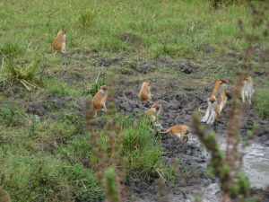 Uganda primate safaris