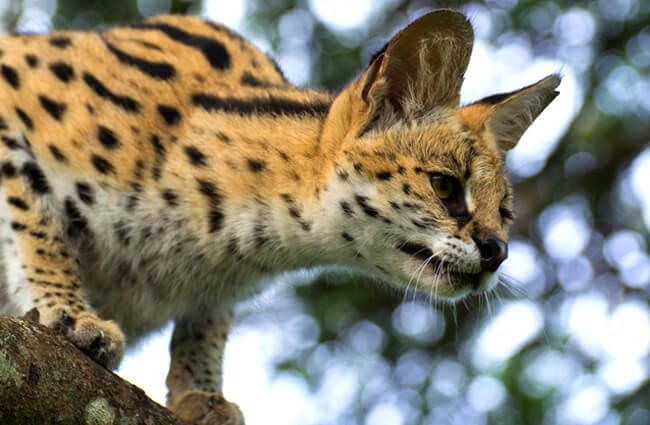 Wildlife at the Uganda wildlife conservation education centre