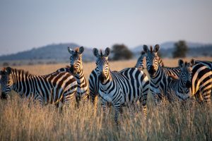 Arusha National Park