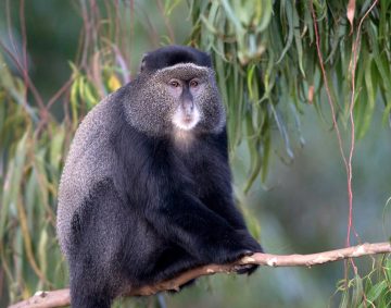primates in uganda