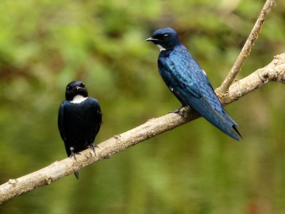 Birding in Semuliki
