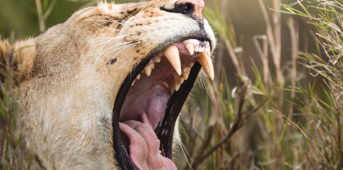 classic safari - A young lion yawning