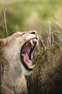 lion on a classic safari