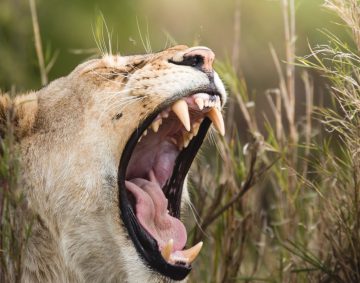 classic safari - A young lion yawning