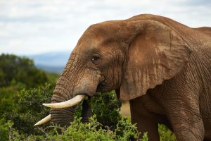elephant on a classic safari