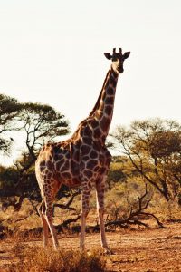 Giraffe in the national park