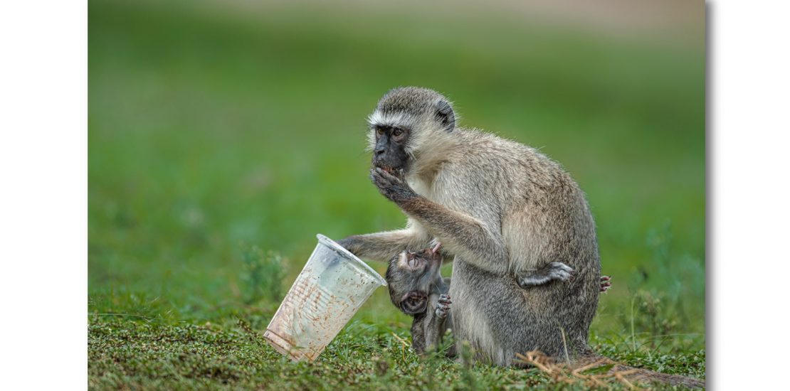 no feeding wildlife