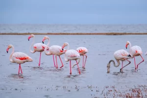 See Flamingo birds in Lake Nakuru Kenya