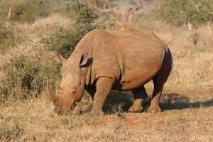 See Rhinos in Kenya
