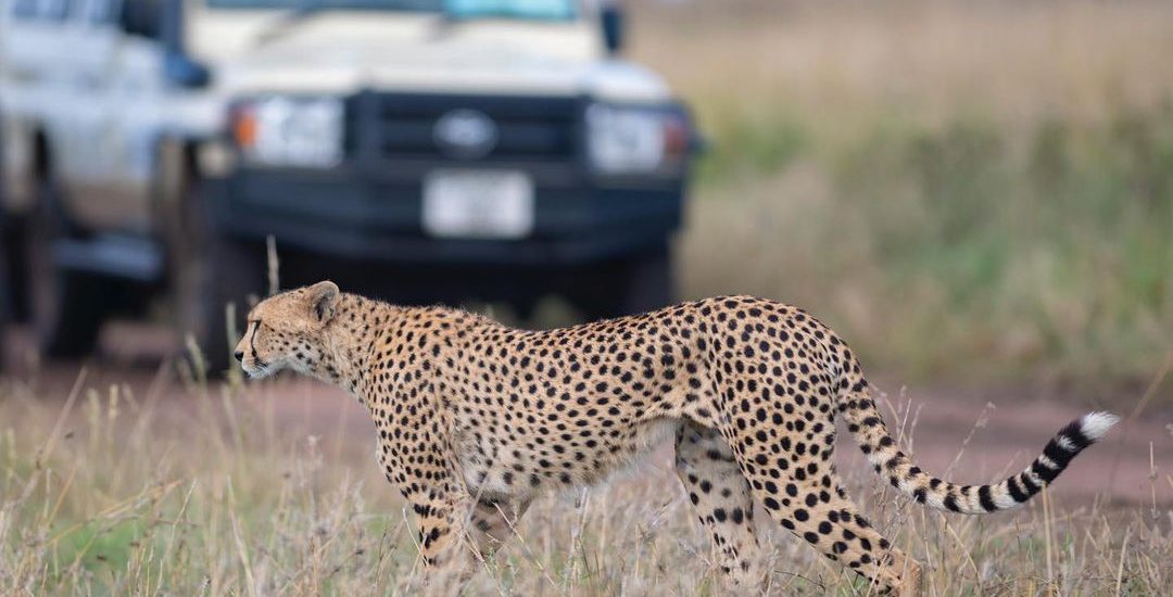 Game Drive in Uganda