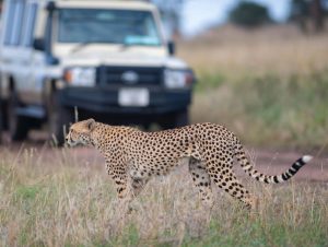 Carnivores and Predators on a Uganda Safari