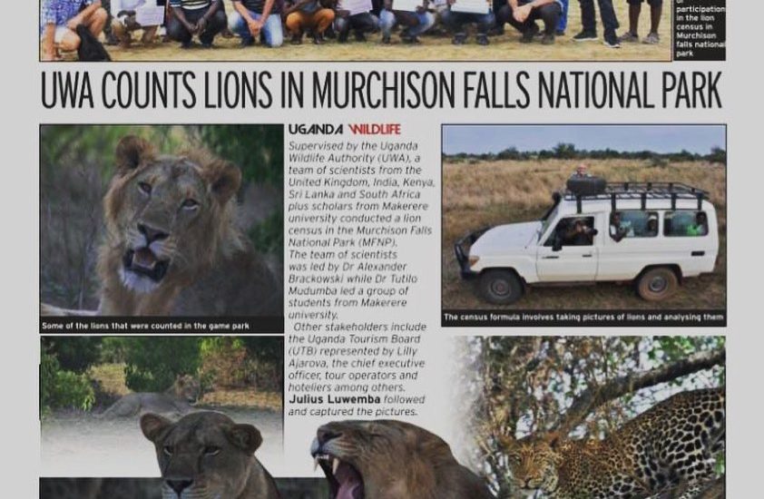 lion census in murchison falls