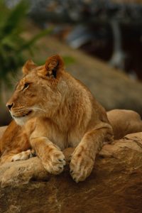 Lion on Uganda safari