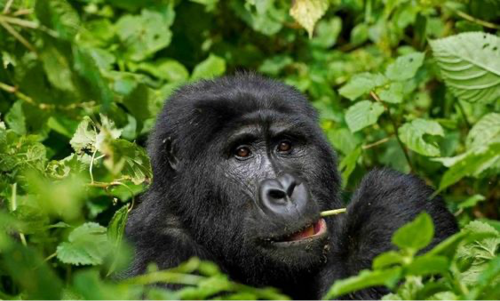 Uganda Forest Safari