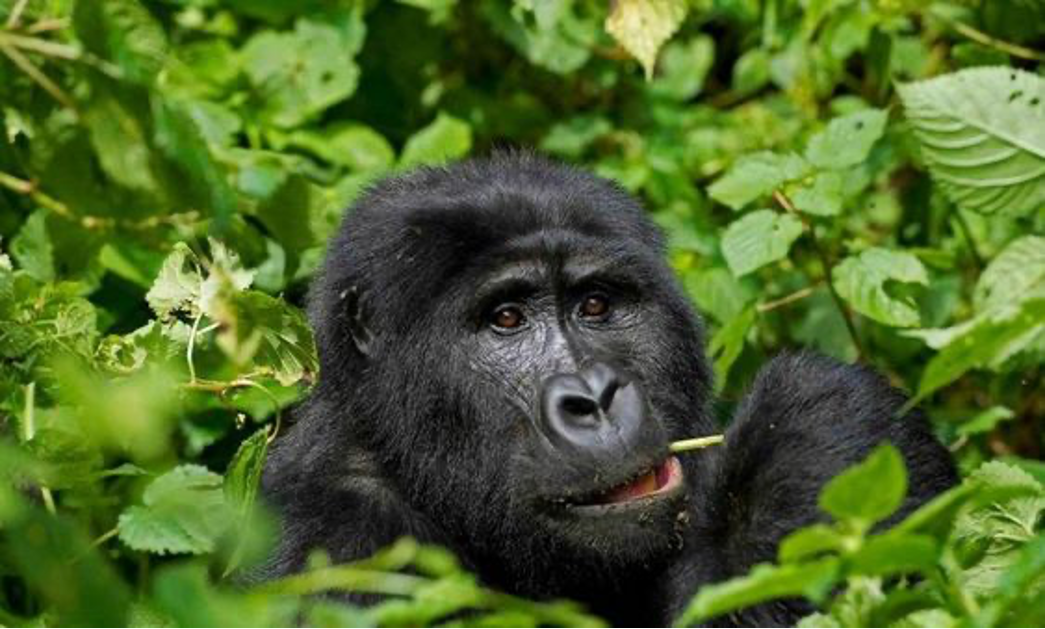 gorilla trekking safari uganda