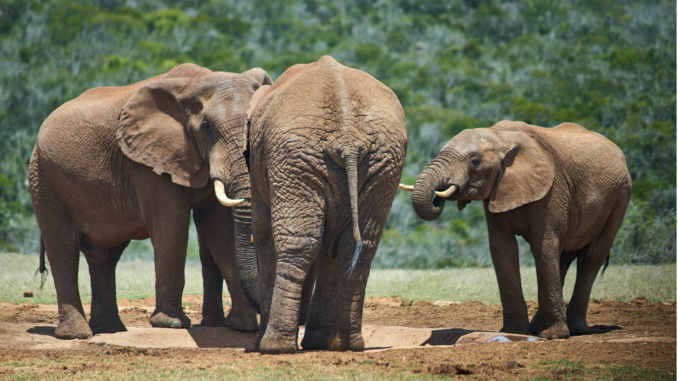 3 Days Murchison Falls Safari Uganda