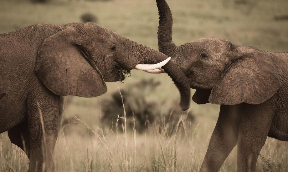 Queen Elizabeth Safari in Uganda