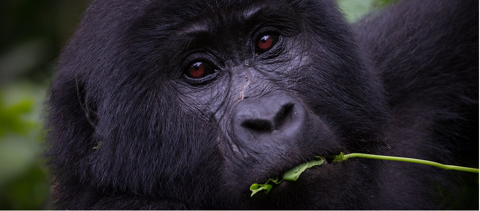 Uganda Primate Tour
