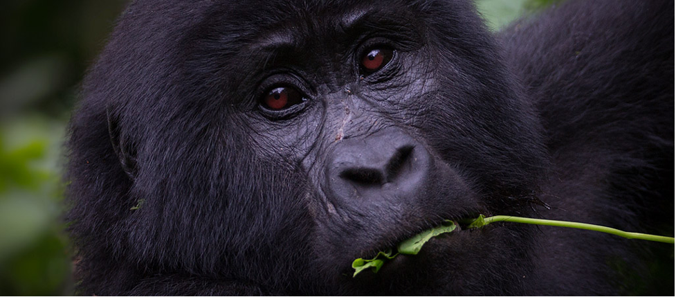 gorilla trekking safari in Uganda