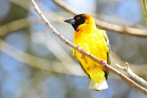 Birding in Uganda