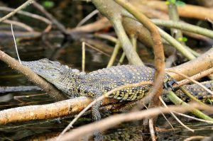 Carnivores and Predators on a Uganda Safari