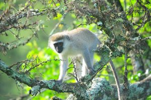 Uganda Forest safari