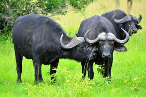 Uganda Big five safaris 