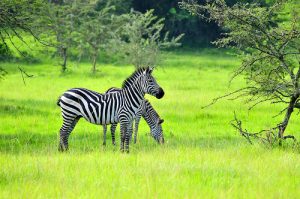 Wildlife in Lake Mburo