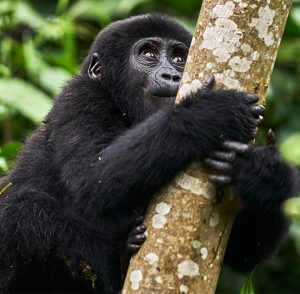 Kahuzi Biega National Park