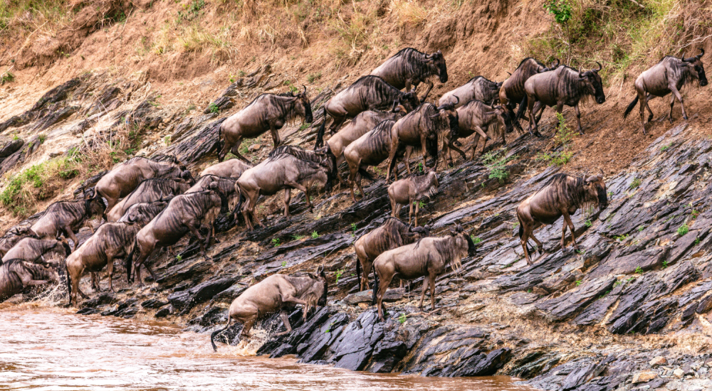 Wildebeest migration in Kenya and Tanzania