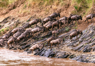 Wildebeest migration in Kenya and Tanzania