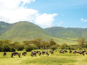 Wildebeest migration 