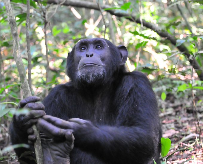 Lowland Gorilla in Kahuzi Biega National Park