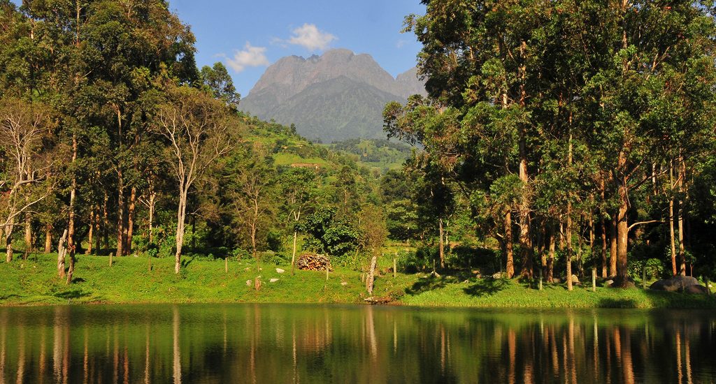 Uganda Forest Safari