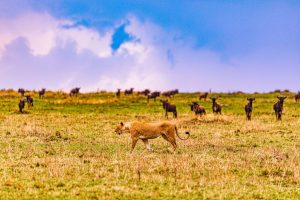 Lion in Serengeti 